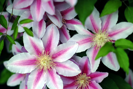 685298 (a): :2600x1729